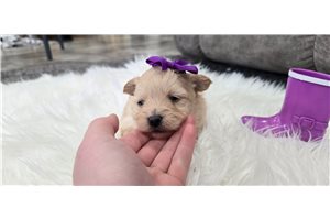 Isla - Pomeranian for sale