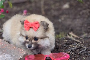 Eloise - Pomeranian for sale