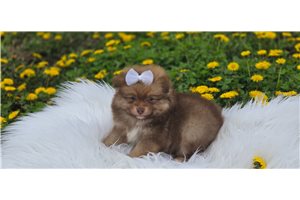 Knox - Pomeranian for sale
