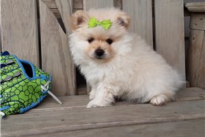 Tomas - puppy for sale