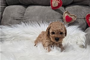Michael - Poodle, Toy for sale