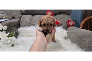 Ophelia - Poodle, Toy for sale