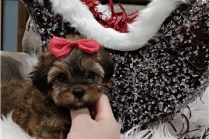 Opal - puppy for sale