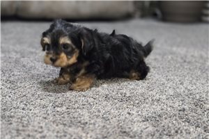 Ozzy - puppy for sale
