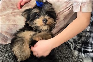 Omar - puppy for sale