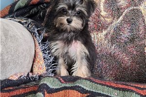 Maeve - Yorkiepoo - Yorkie Poo for sale