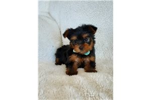 Alek - puppy for sale