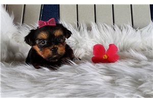 Jezzy - Yorkshire Terrier - Yorkie for sale