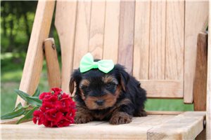 Beauregard - puppy for sale