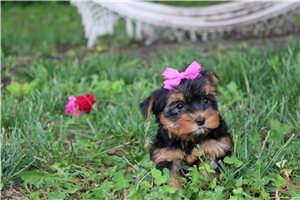 Betty - Yorkshire Terrier - Yorkie for sale