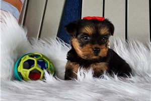 Bridger - Yorkshire Terrier - Yorkie for sale