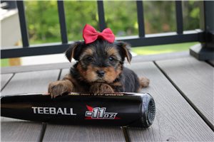 Betty - puppy for sale