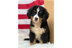 Ruby - Bernese Mountain Dog for sale