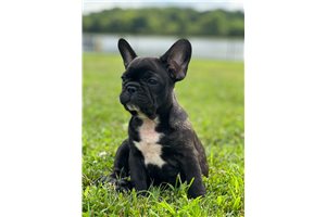 Cory - French Bulldog for sale