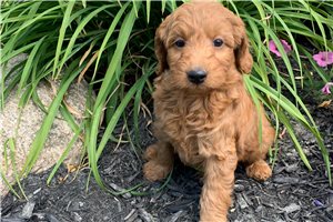 Shane - Goldendoodle, Mini for sale