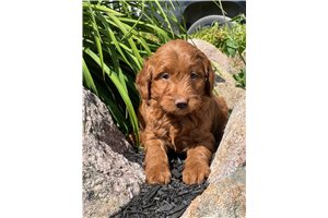 Rissa - Goldendoodle, Mini for sale
