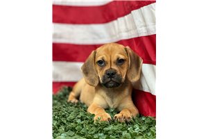 Noble - Puggle for sale