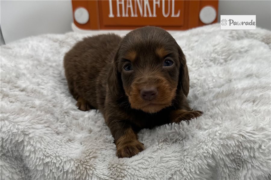 Sapphire - Mini Dachshund for sale