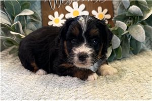 Alex - Aussiedoodle for sale