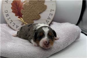 Tonya - Aussiedoodle for sale