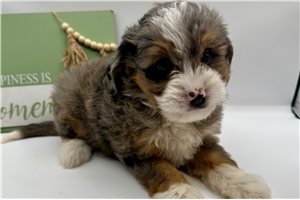 Alfie - Aussiedoodle for sale
