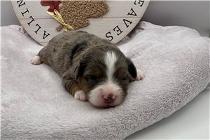 Tyra - Aussiedoodle for sale