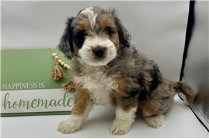 Alden - Aussiedoodle for sale