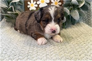 Alfie - puppy for sale