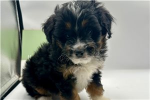 Alex - Aussiedoodle for sale