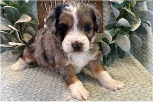 Alden - Aussiedoodle for sale