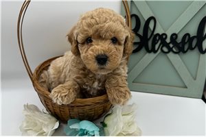 Caleb - Bich-Poo - Bichpoo for sale