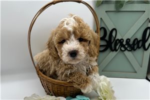 Charles - puppy for sale