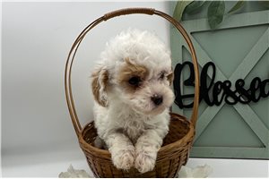 Cooper - puppy for sale