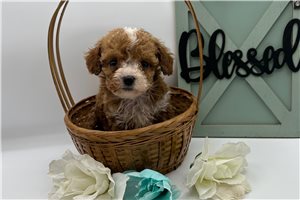 Carter - puppy for sale