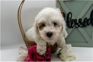 Camila - puppy for sale