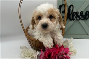 Charlotte - puppy for sale