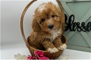 Chloe - puppy for sale