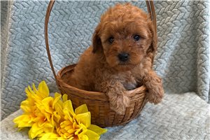 Seth - Cavapoo for sale