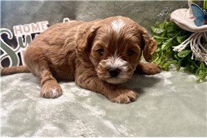 Omari - puppy for sale