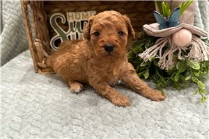 Seth - Cavapoo for sale