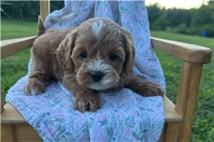 Omari - Cavapoo for sale