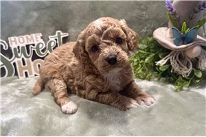 Octavia - Cavapoo for sale