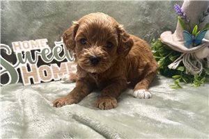 Olive - puppy for sale