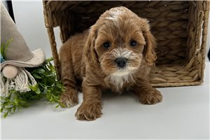 Omari - Cavapoo for sale