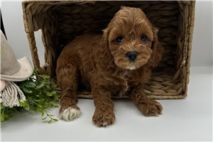 Olive - Cavapoo for sale