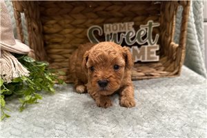 Solara - Cavapoo for sale