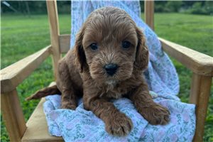 Olive - Cavapoo for sale