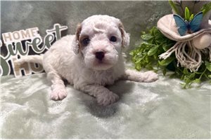 Olga - puppy for sale
