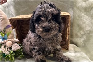 Todd - Cockapoo for sale