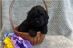 Tonya - Cockapoo for sale